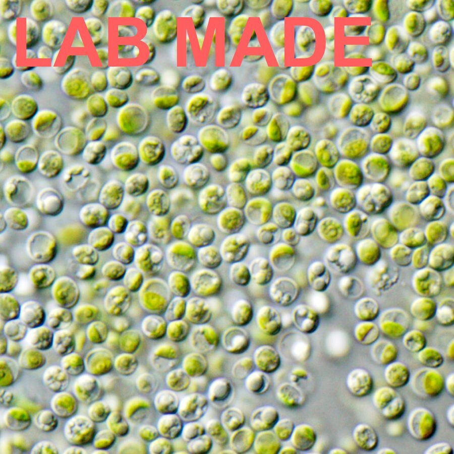 Chlorella pyrenoidosa Algae | Lab Made | Shrimp Breeding | Algae seeding