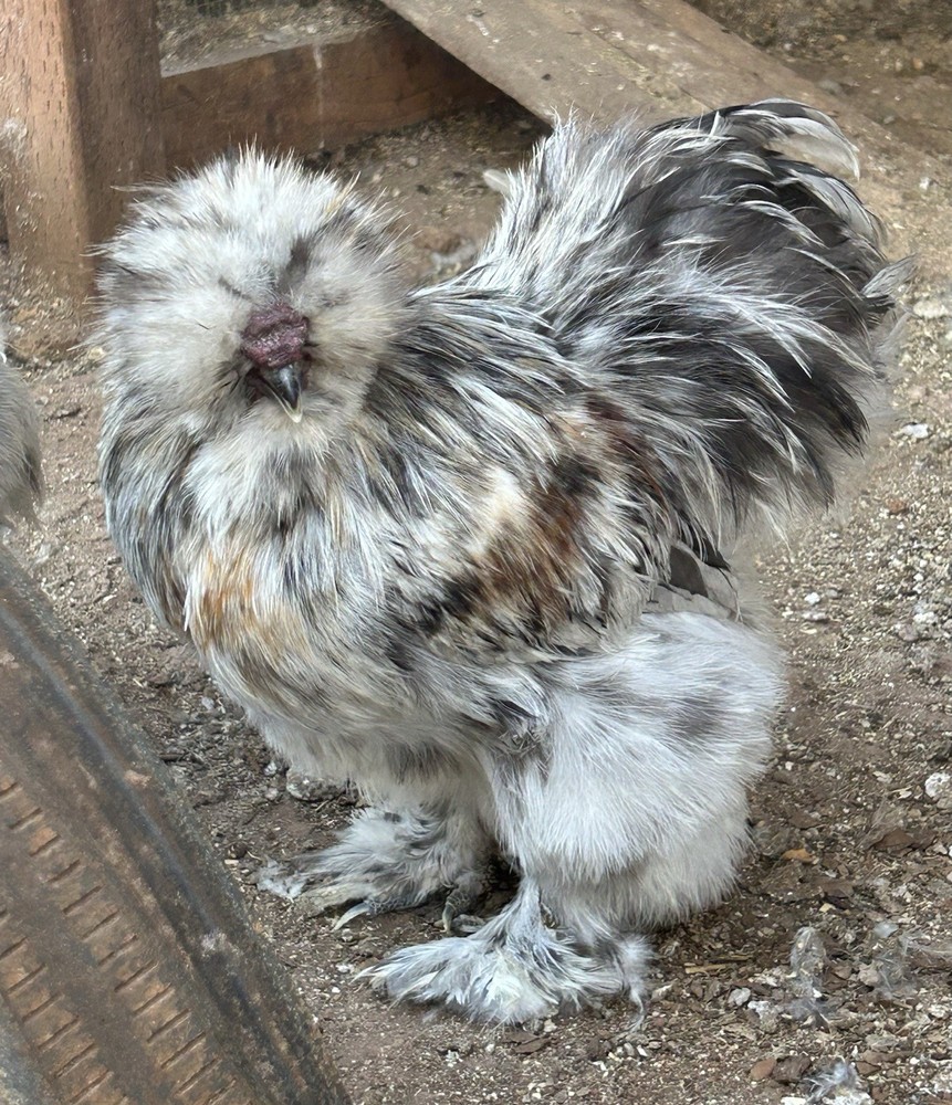 6 silkie/satin hatching eggs