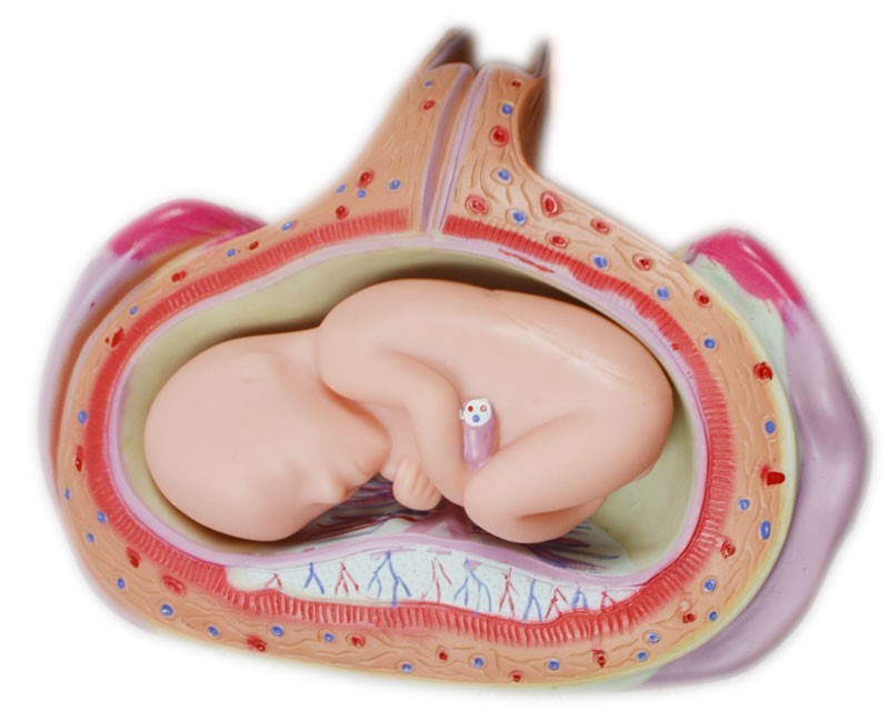 8pcs Fetal Growth Development Process Model Pregnancy Embryology Teaching PVC