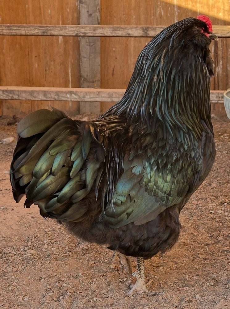 Ermine Ameraucana Hatching Eggs 12+