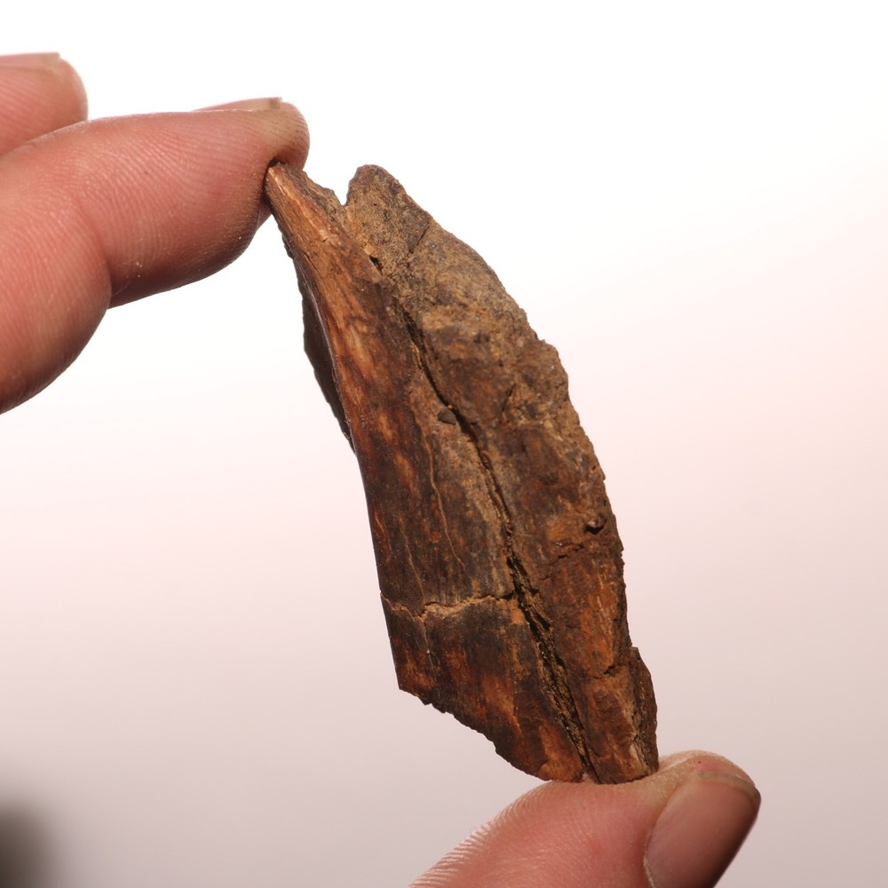 Dinosaur Vertebrae Process - Great - Beautiful - Hell Creek Formation Cretaceous