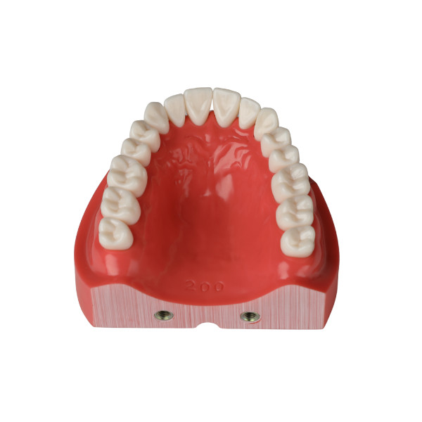 Jaw Model (Upper and Lower) - Screw Type - Hard Gingiva - NISSIN