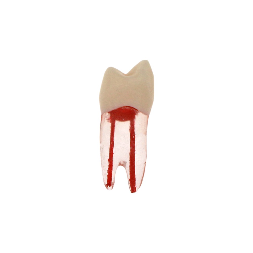 Dental Endodontic Root Canal RCT Practice Endo Teeth Model Pulp Study 7 Sizes