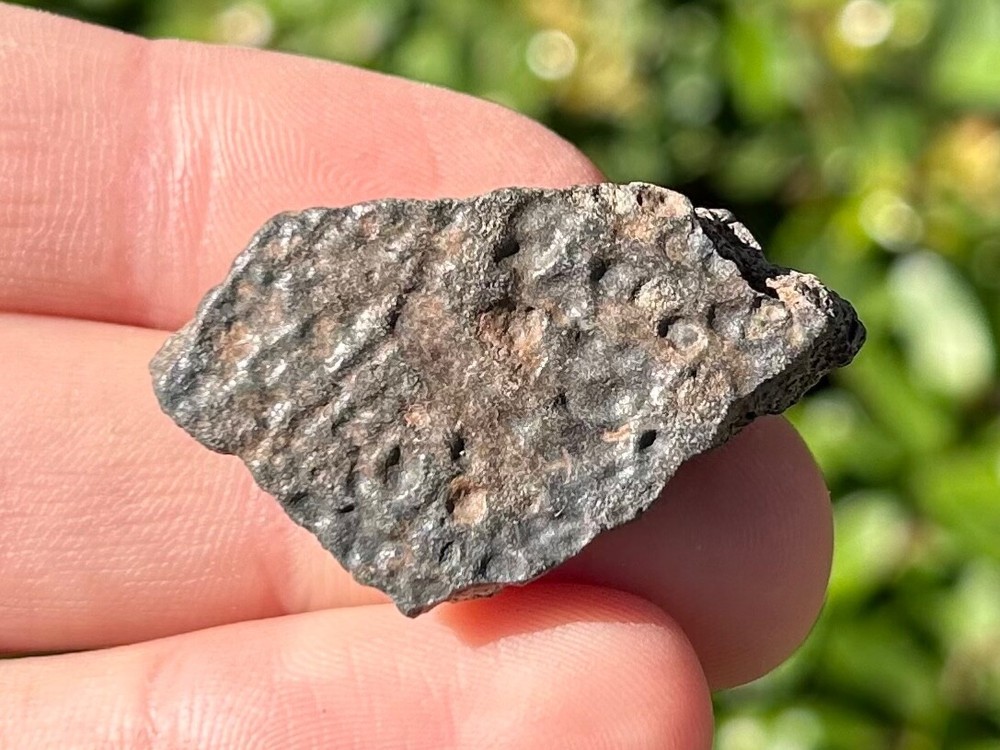 Fossil Turtle Shell Florida Pleistocene Ice Age Reptile Bones 1.42”