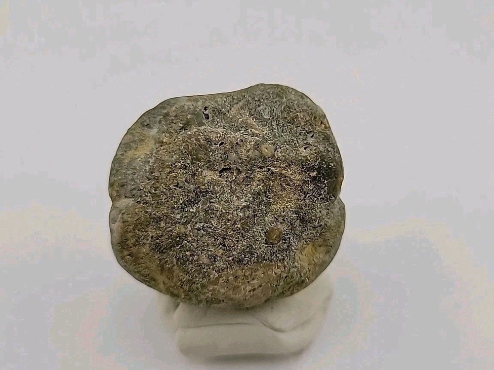 Real Permineralized Dinosaur Half Egg Embro Uv Reactive