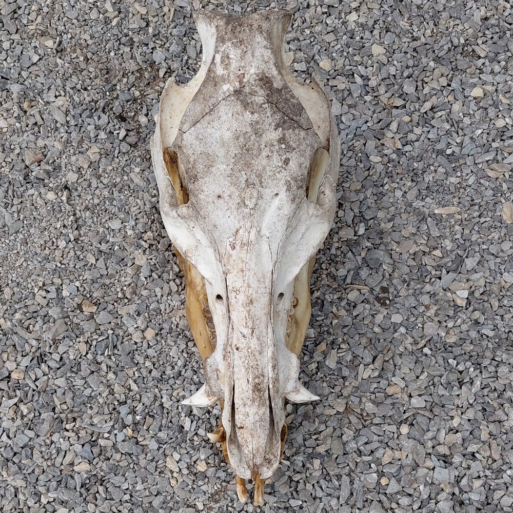 Wild Hog Skull Missing One Cutter Tooth