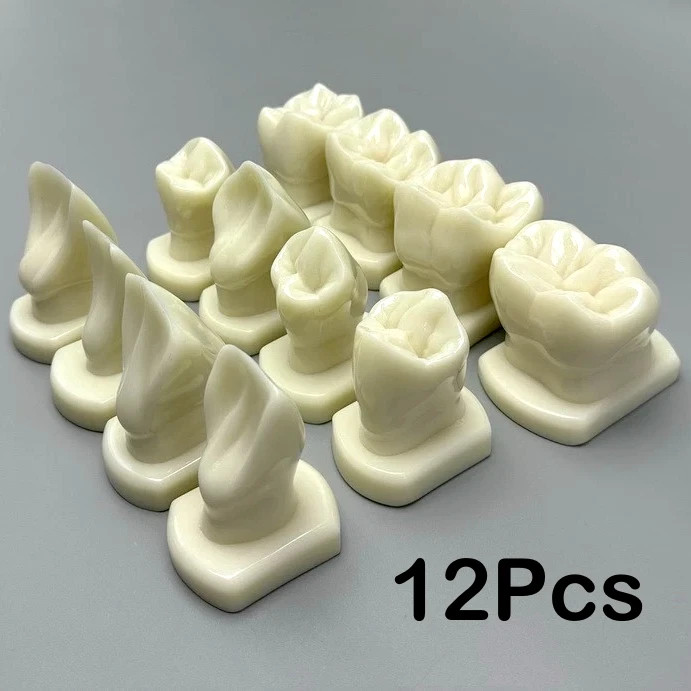 Comparison Carving Permanent Tooth Model Student Practice Study Tools