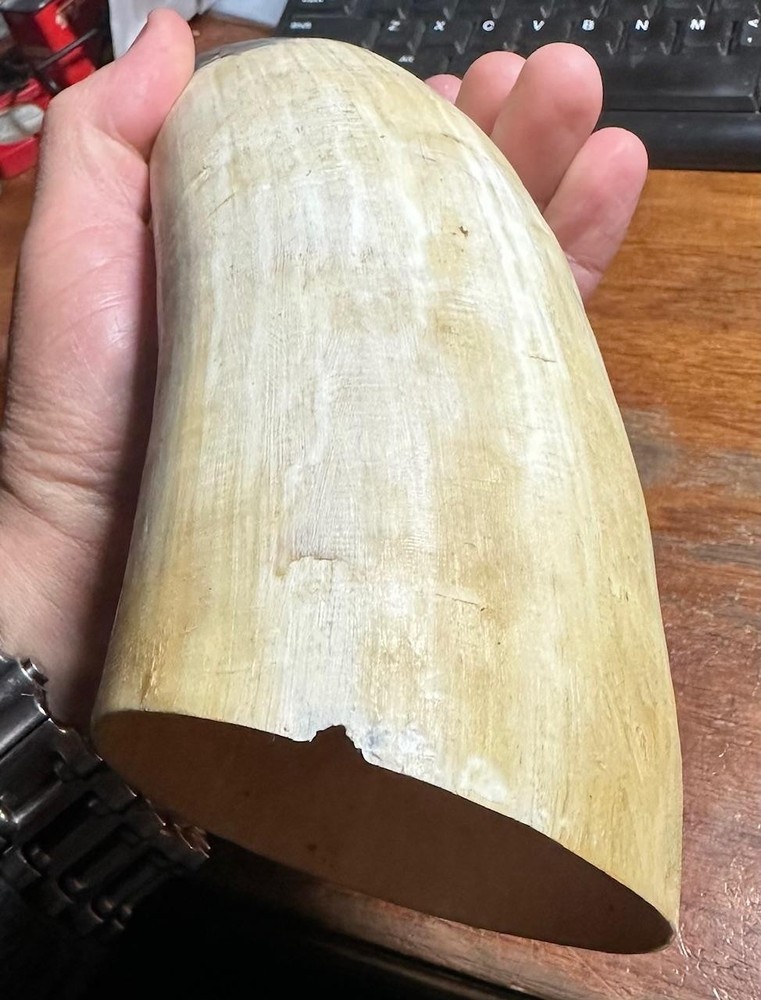 Vintage Powder Bull Horn