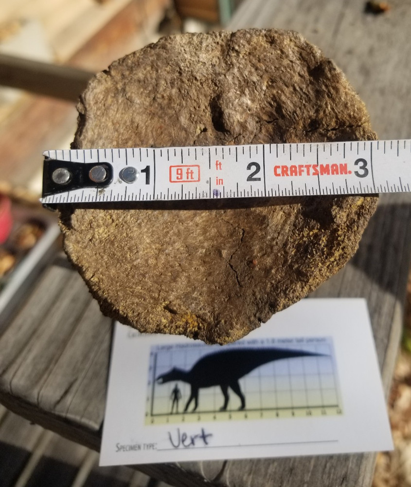 Nice Hadrosaurus Vert Section Fossil Specimen Cretaceous Hell Crk MT Recent Dig