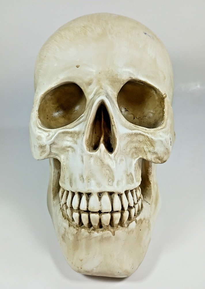 Faux HUMAN SKULL, Full Size Realistic Replica, Science Study Specimen.