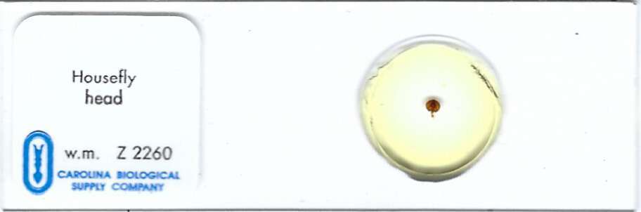 House Fly Head Microscope Slide