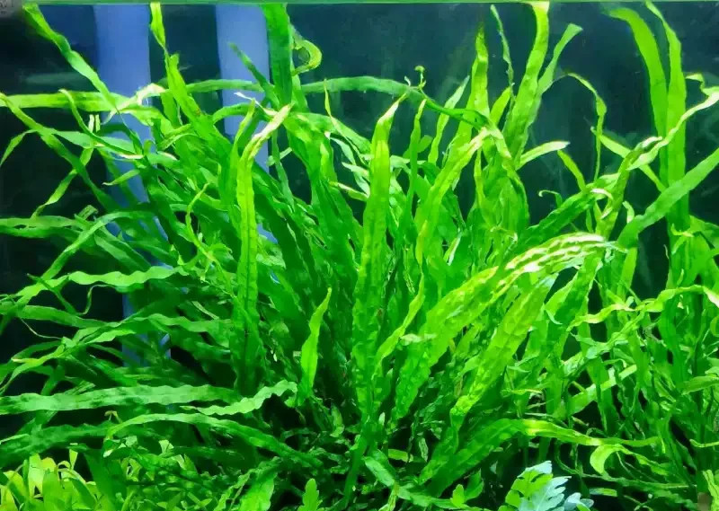 Needle leaf Java fern ( 15+submerged leaves)