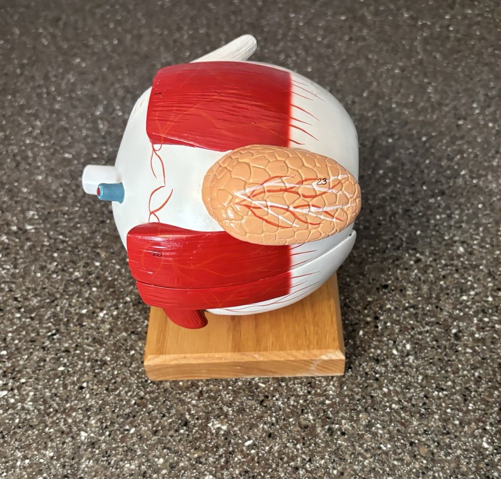 Human Anatomy Eye Model
