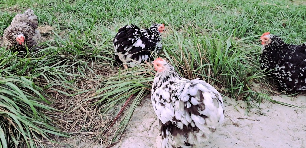 1 Dozen Bantam Cochin Hatching Eggs