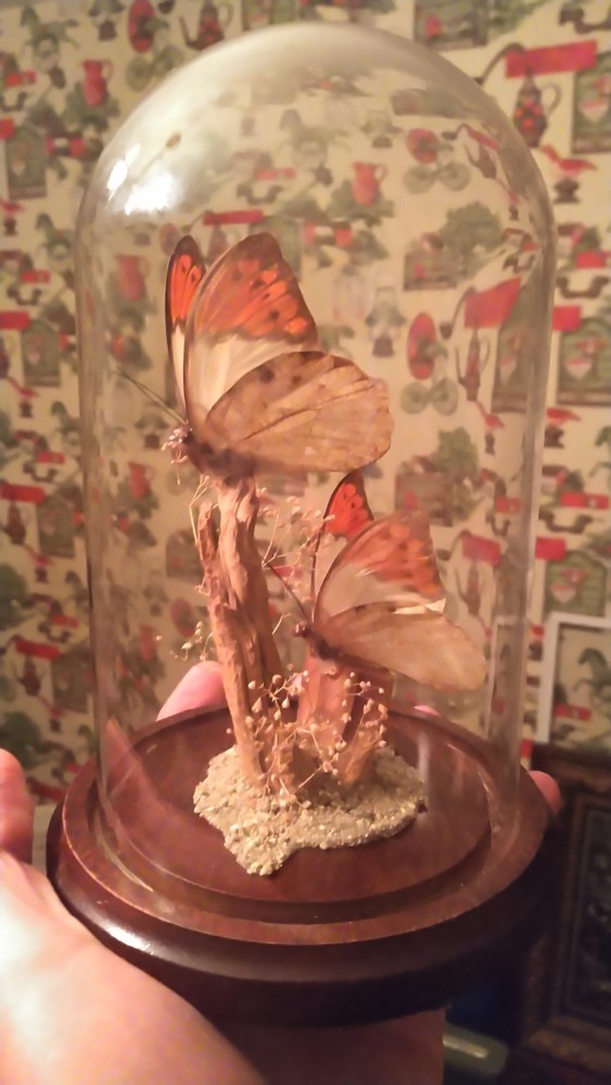 vintage butterfly glass dome display