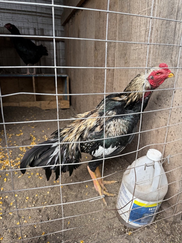 1Asil/Aseel Chicken Hatching eggs