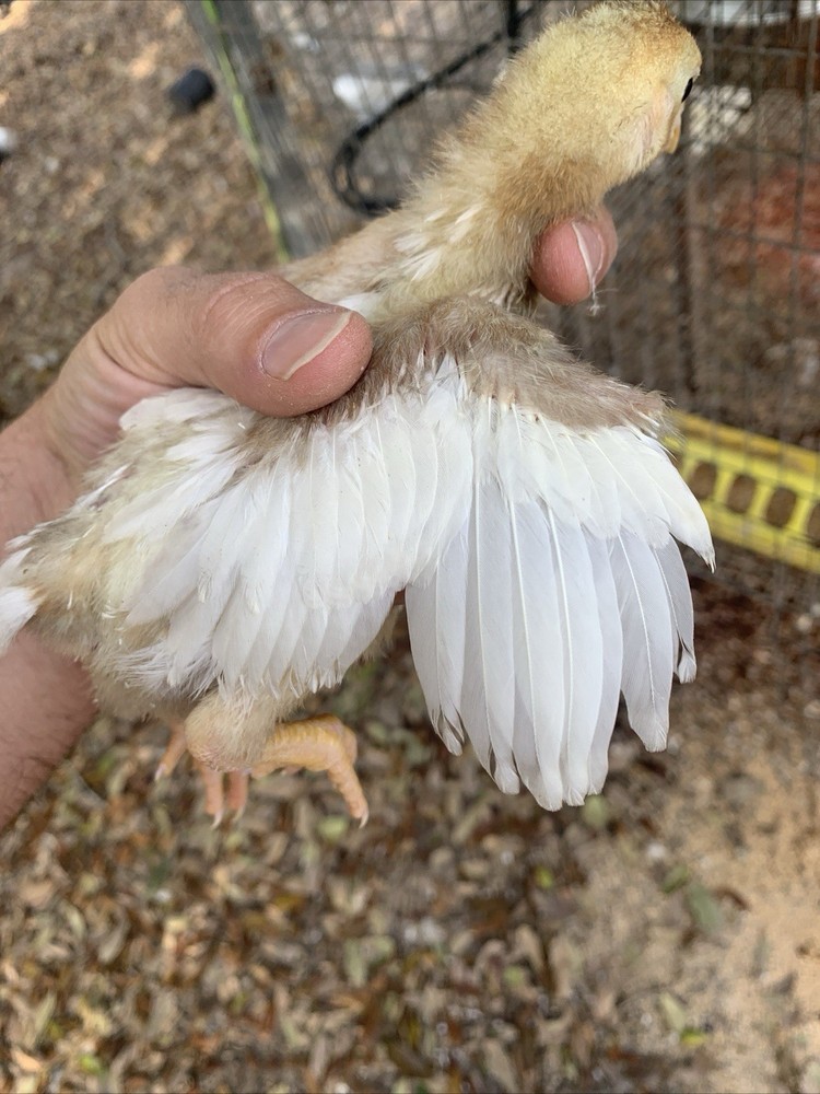 6 Largefowl White Cornish Hatching Eggs
