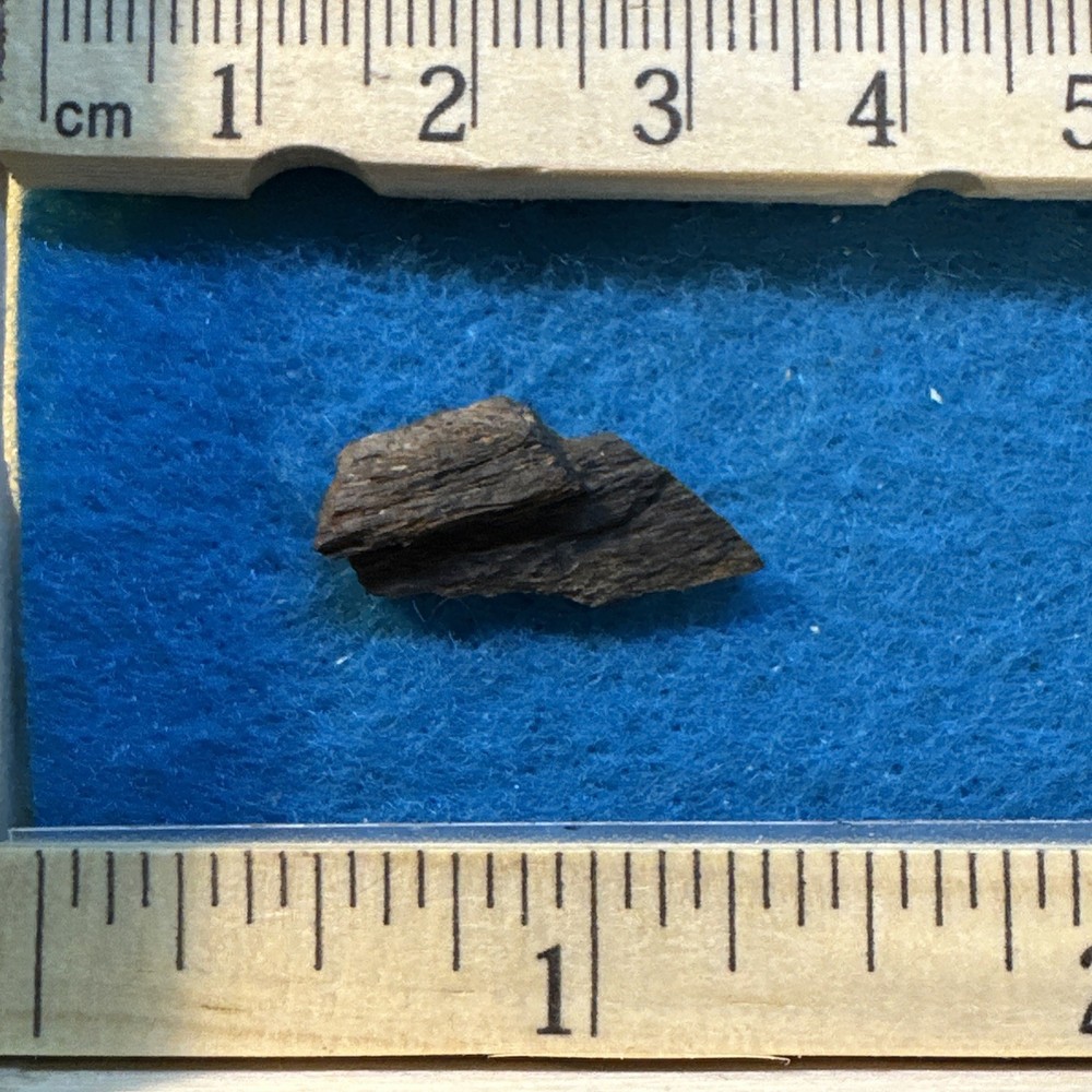 Hypacrosaurus Duckbill Extinct Dinosaur Bone Fossil with Display Case