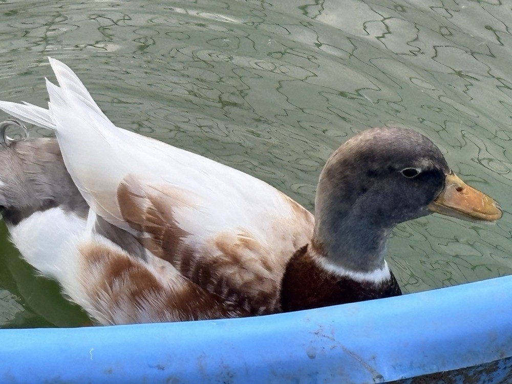 6 Pure Butterscotch Call duck hatching eggs