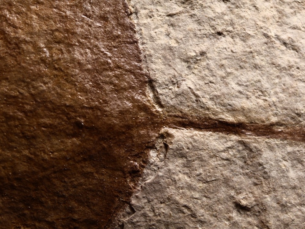 Nice Miocene Leaf Fossil Cherry Co., Nebraska
