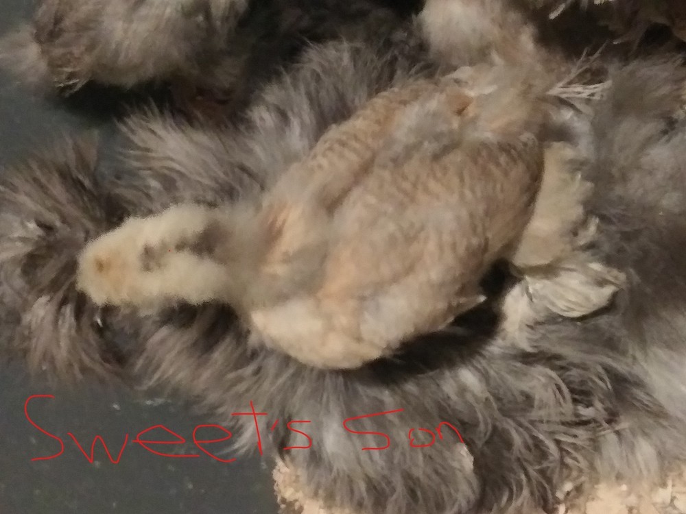 3 Silkie, Satin, Frizzle Hatching Eggs