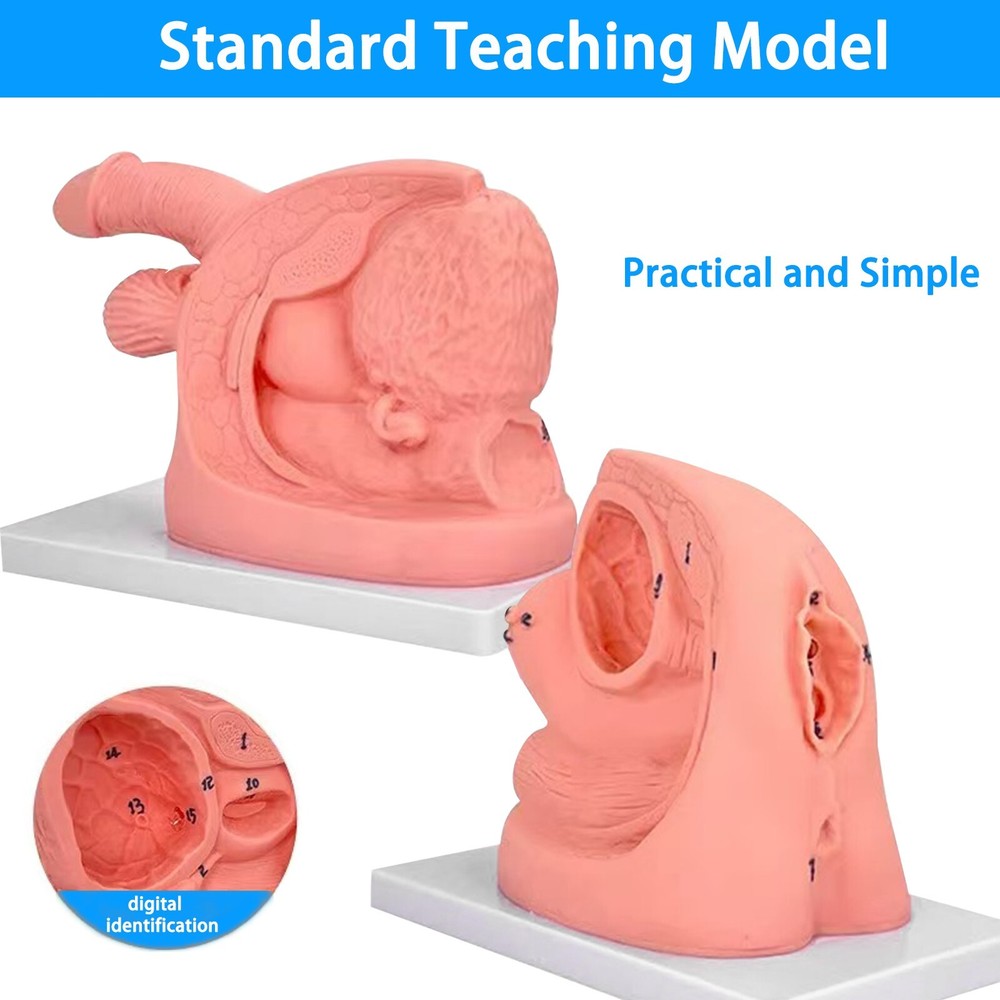 Male Female Urethral Catheterization Training Simulator Models, Medical Training