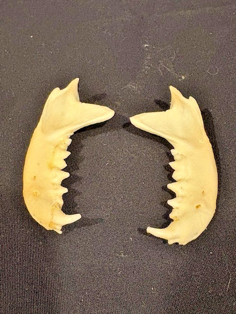Real Mink Jaws, craft quality