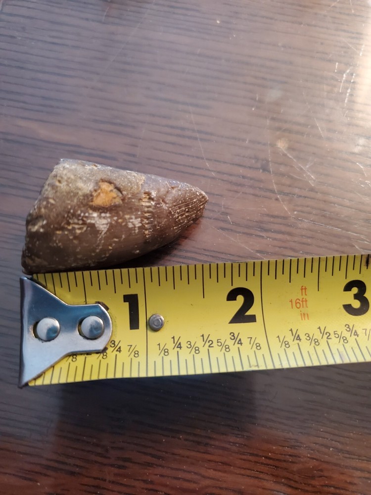 Primitive Ancient Petrified Animal Tooth Prehistoric Dinosaur Unknown