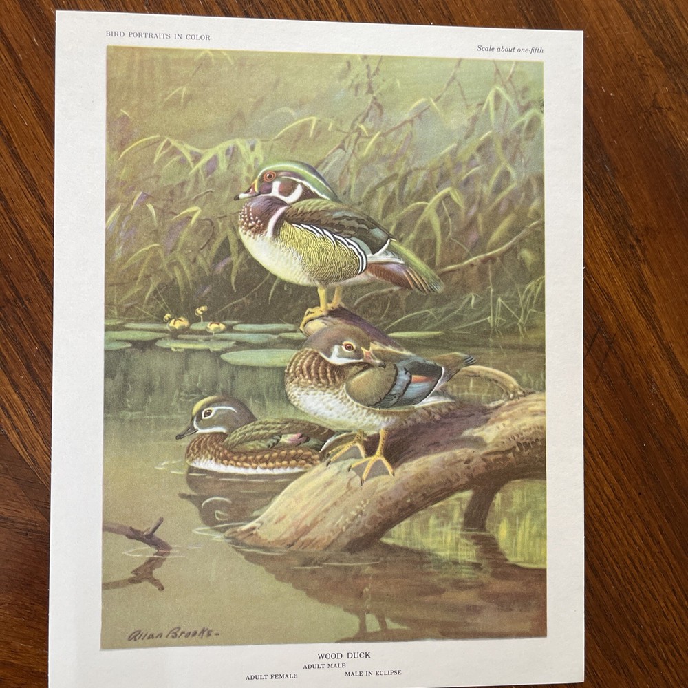 Vintage Bird Prints Suitable For Framing & Gift Giving
