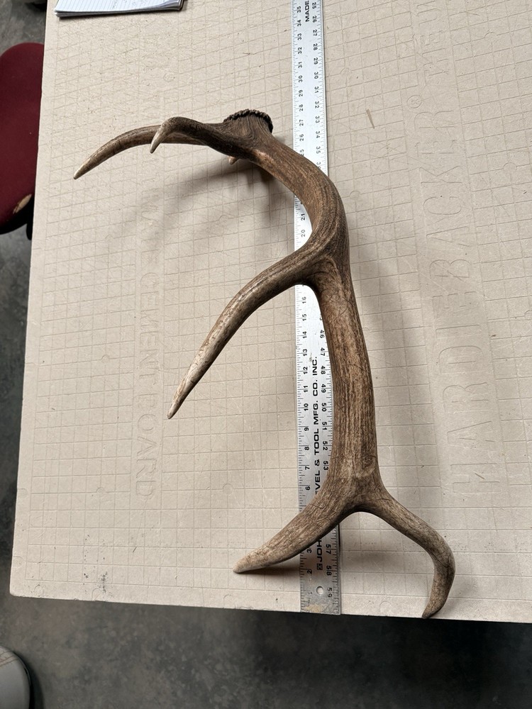 Small 5pt Elk Shed ~ Elk Antler ~ Decor