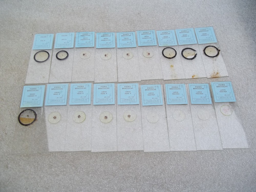 Vintage Glass Microscope Slides -