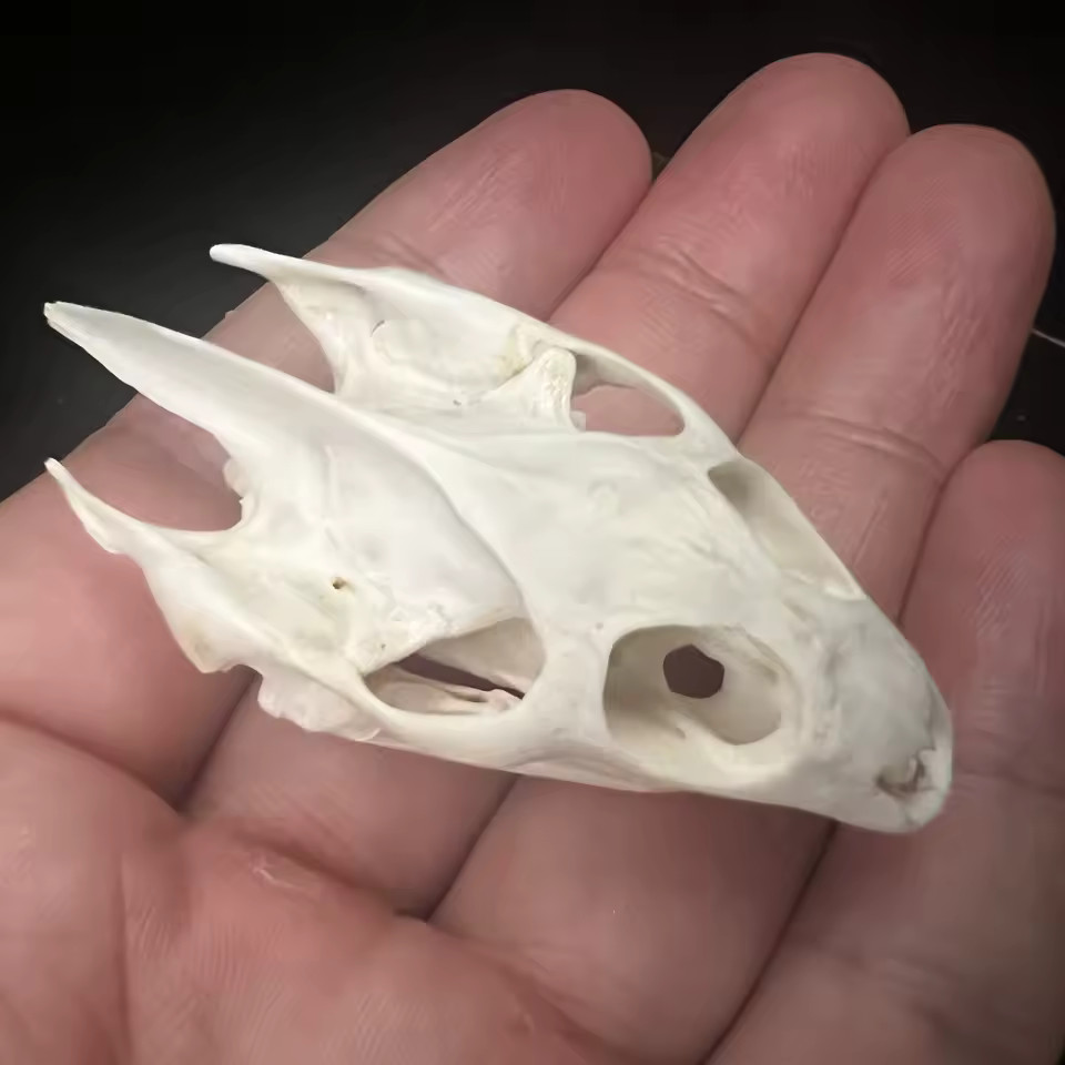 Real Turtle Skull Animal Skeleton Bone Specimen Educational Science Gift