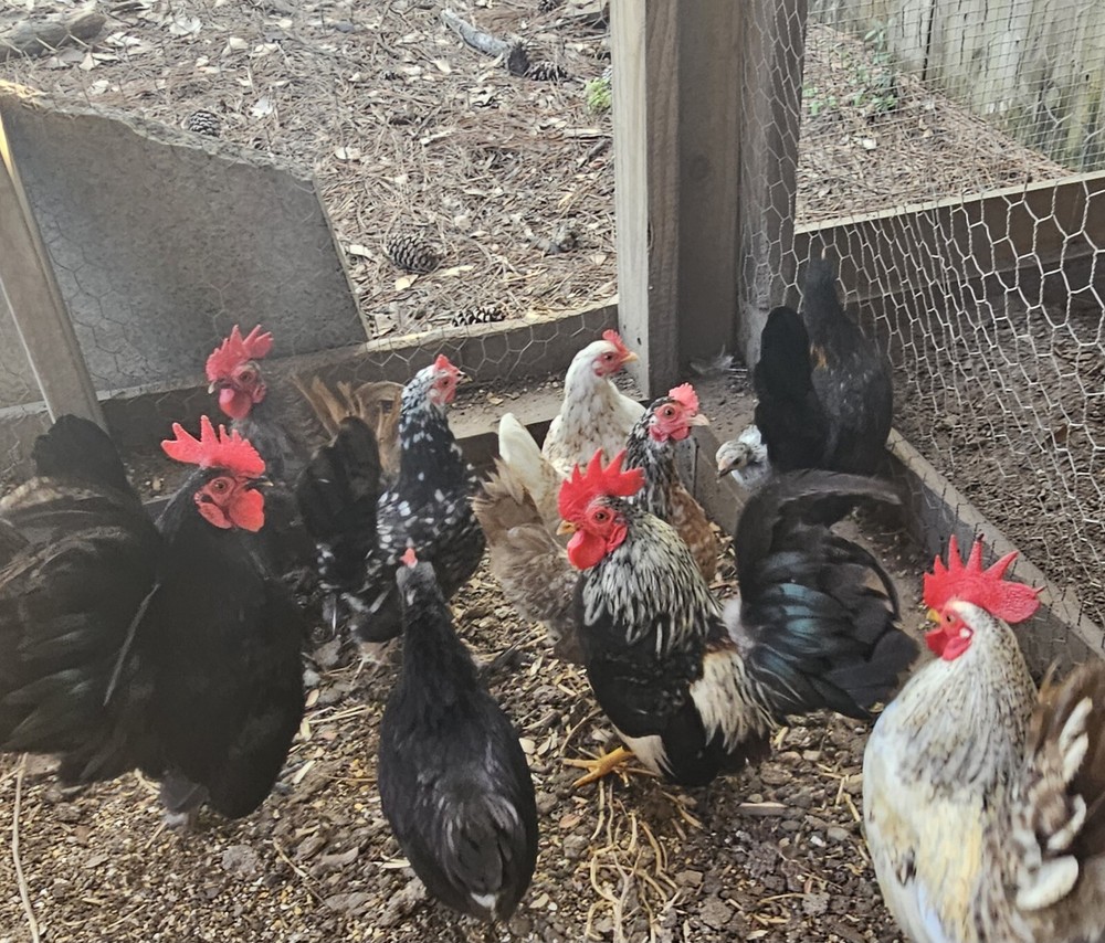 20+ Serama Chicken Hatching Eggs