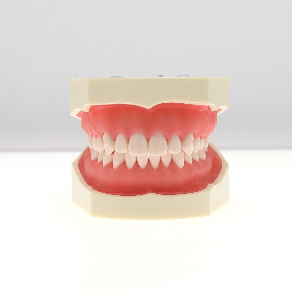 Kilgore NISSIN Typodont Models Replacement Teeth Mounting Pole Simulation Cheek