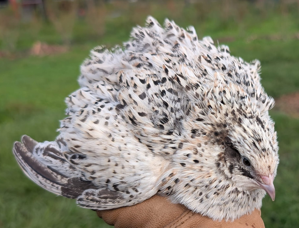 110 ++ Rainbow Coturnix Quail Hatching Eggs NPIP