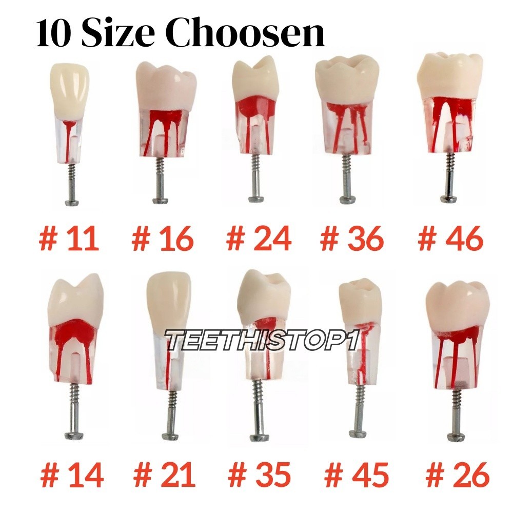 10pcs Dental Endo Root Canal Teeth Model Study RCT Practice Typodont Model#8006