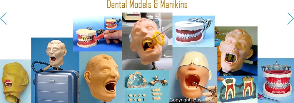 Dental TMJ Dysfunction Syndrome Model Pathology Disease Simulator Board