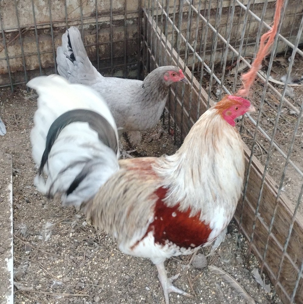 Palmetto Blue hatching eggs 6+