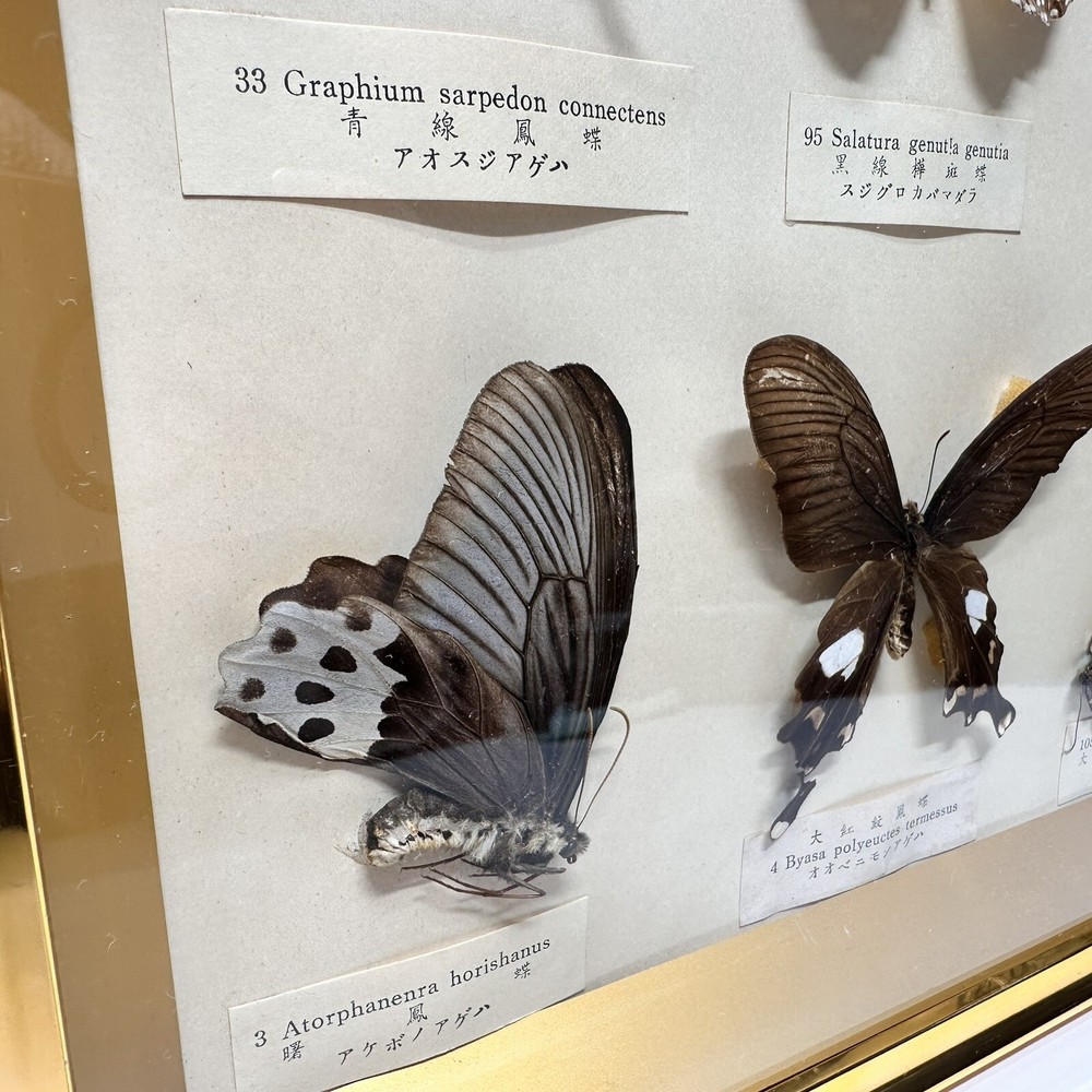 Rare Butterfly Specimen Display