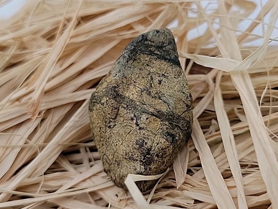 Triceratops Fossil Tooh Permineralized