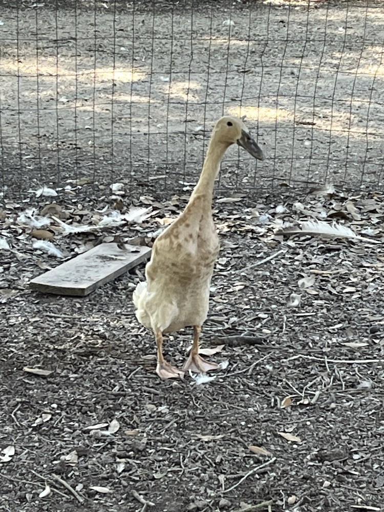 12 Indian Runner Duck Hatching Eggs (1 Doz)