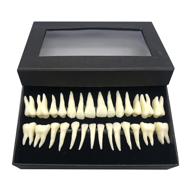 1:1 Dental Practice Product Teeth Model Demonstration Permanent 28 Teeth Teach