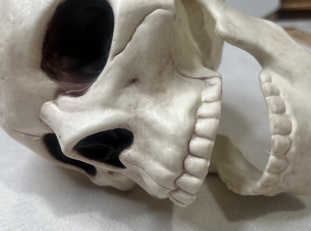 Skull With Movable Jaw By Place & Time
