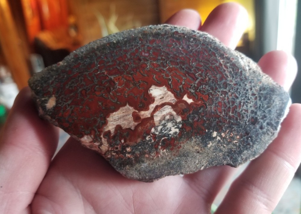 Great Red Deep Cell Agatized Dinosaur Gem Bone Polished Slab Specimen Display