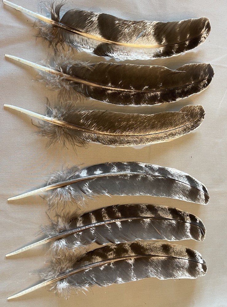 12 juvenile turkey secondary wing feathers