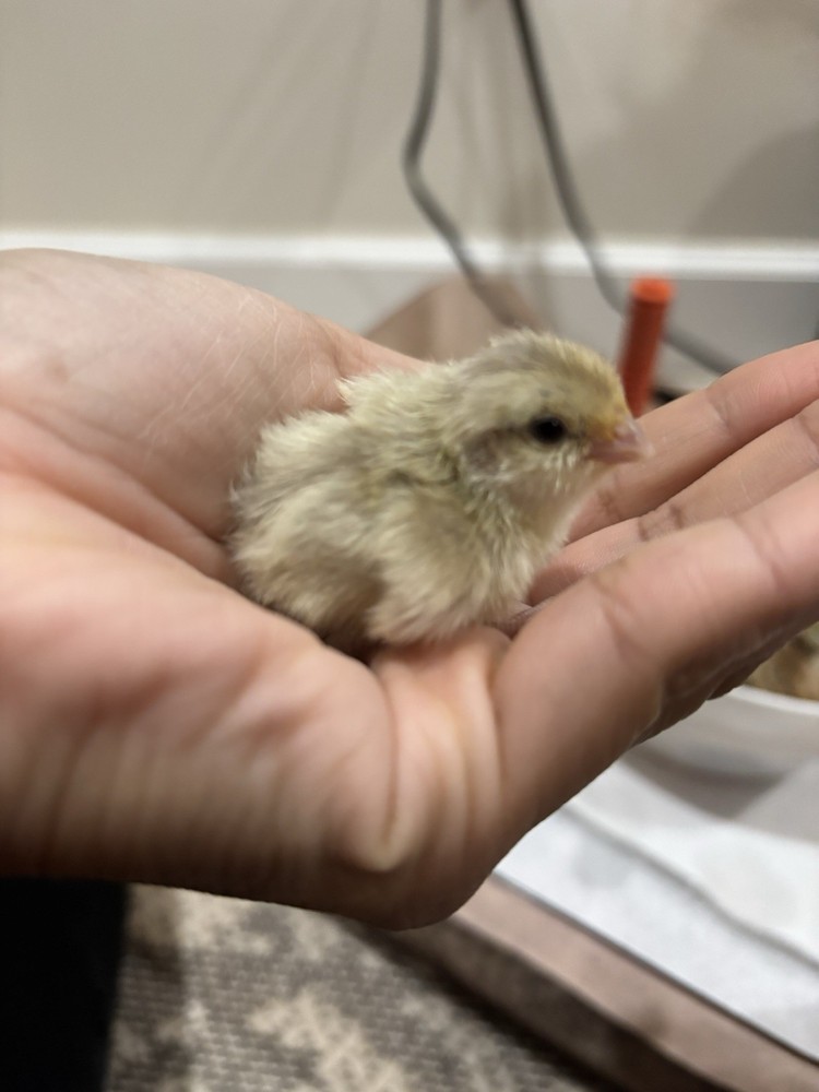 6+ Mixed Bobwhite Hatching Eggs
