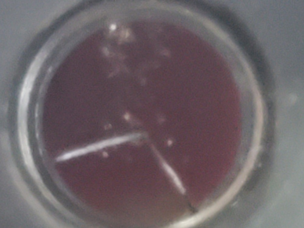 2 (two) brass microscope / Telescope parts, useage unknown Steampunk