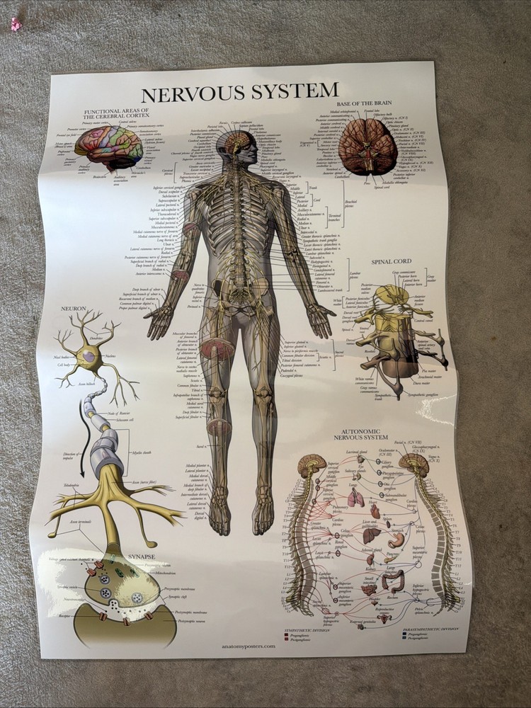 Nervous System 2-sided Laminated Poster 26.5”x17.5”