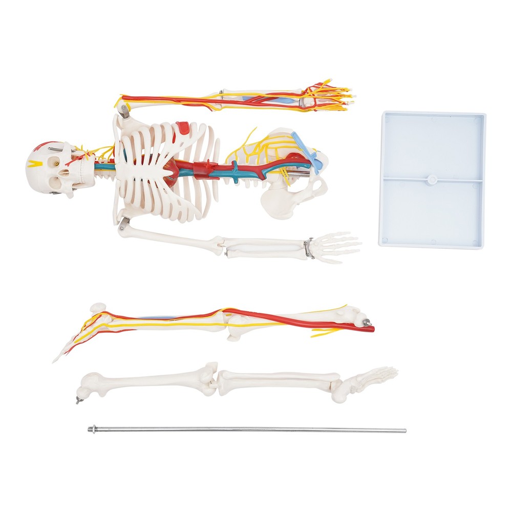 Human Skeleton Model PVC Skeleton Model For Medical Classrooms, Laboratories
