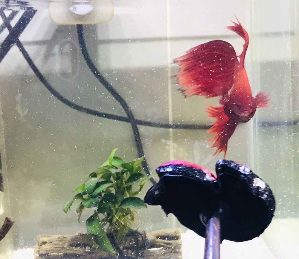 Beautifully Hand Painted Betta Flare ,Trainer Stick Exercise Betta Fish Heathy